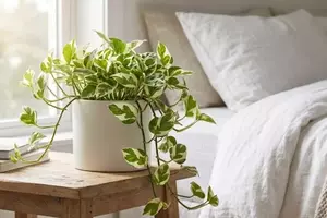Jiboia Njoy: A Revolução Verde na Purificação do Ar Doméstico, Apoiada pela NASA
