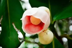 Clusia hilariana: Elegância e Resiliência nas Paisagens Costeiras Brasileiras