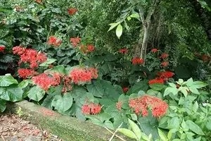 A Exuberância do Clerodendrum japonicum: A Flor-Pagode Vermelha