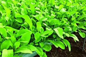 Aumento da Produção de Rúcula com Hidroponia: Uma Análise Detalhada