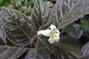A Exuberância do Nautilocalyx lynchii: A "Planta-Chocolate" e Seus Segredos