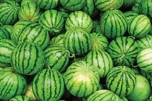 Melancia: Cultivo Otimizado Frente a Desafios Climáticos