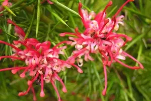 Grevillea rosmarinifolia: Uma Beleza Versátil para Jardins e Vasos