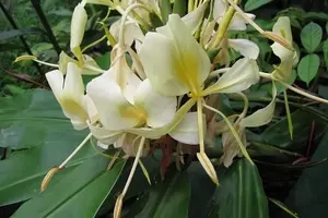 Hedychium flavescens: Uma Planta Exuberante e Aromática para Jardins Tropicais
