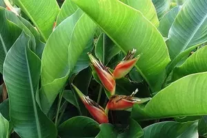 Guia Completo da Heliconia Stricta no Paisagismo Tropical