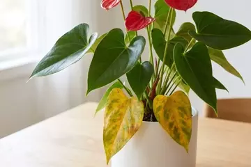 Descubra Como Reviver Seu Antúrio Amarelado e Florescer Novamente