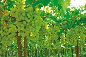 Gestão Nutricional da Uva de Mesa: Guia para o Cultivo Ideal