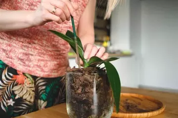 O Segredo para um Jardim Florido o Ano Todo: Estratégias de Paisagismo Duradouras