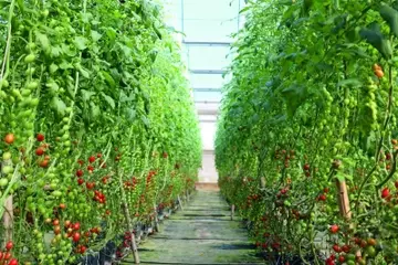 A Importância da Escolha Certa de Filmes Agrícolas para o Cultivo de Tomates