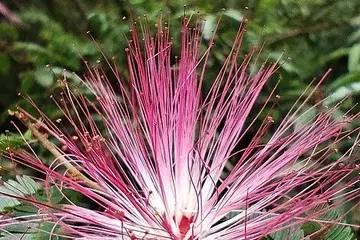 A Magnífica Calliandra harrisii: Uma Jóia para Seu Jardim