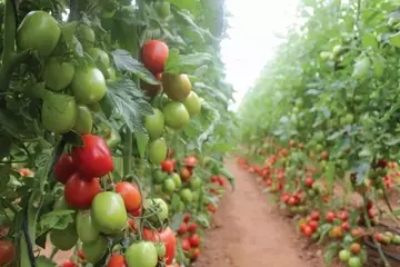 Inovações com Quelatos de Glicina Elevam a Eficiência Nutricional do Tomate