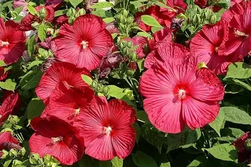 O Encanto do Hibiscus moscheutos: Uma Herbácea Resiliente para Jardins Húmidos