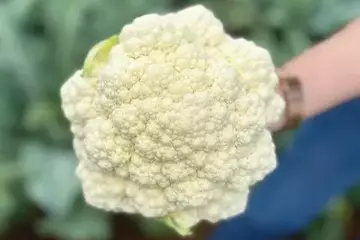 Cultivo de Couve-Flor no Verão: Superando os Desafios Climáticos com Inovação Agrícola