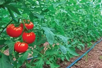 Fertirrigação com MAP Purificado: A Chave para Tomates de Qualidade Superior