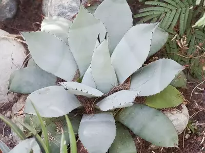 Agave Parryi: Uma Planta Resistente e Versátil para o Paisagismo Moderno