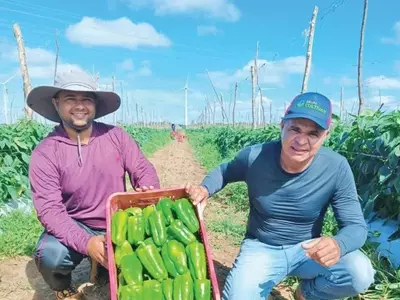 Produção de Hortifrúti no Ceará: Inovação e Sucesso na Serra da Ibiapaba