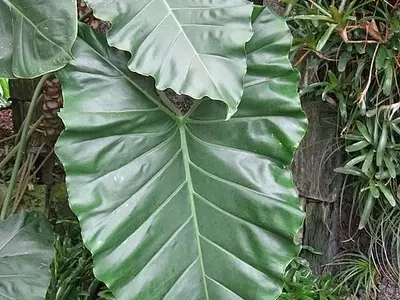 Philodendron Speciosum: A Majestade Verde das Florestas Tropicais