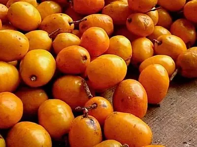 Cajá: Cultivo, Benefícios e Potencial Agroindustrial da Fruta Tropical