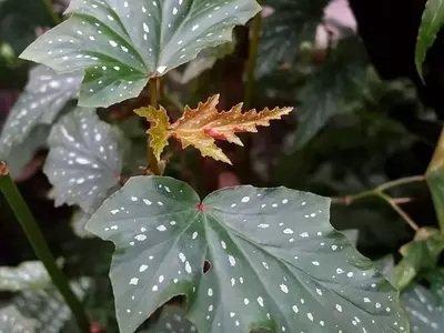 Begonia aconitifolia: Uma Joia Ornamental com Folhagem Exuberante