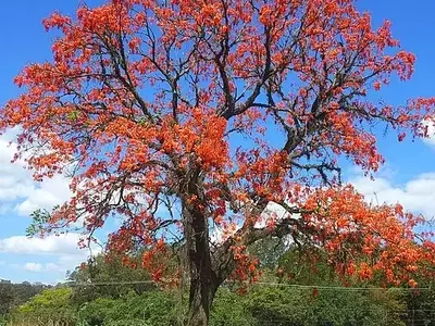 Erythrina mulungu: A Árvore da Serenidade e Seus Múltiplos Usos