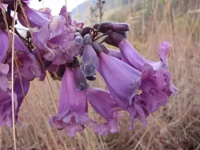 Jacaranda caroba: Uma Árvore Versátil para Paisagismo e Tradição
