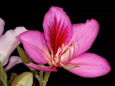 A Beleza da Bauhinia Variegata: Mais que uma Flor, um Símbolo Cultural