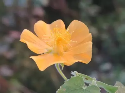 Descobrindo a Malva-Indiana: Robustez e Aplicações Paisagísticas