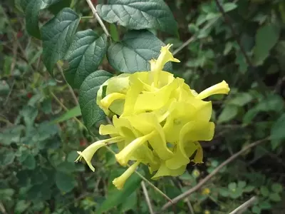 A Magnificência da Holmskioldia sanguinea 'Aurea': Versatilidade e Simbolismo