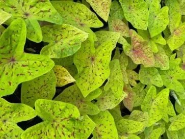 Caladium: Tudo para você cuidar da planta das folhas incríveis que todo mundo quer ter! 