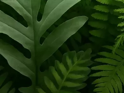 Samambaias: A Verdadeira Joia da Natureza para Sua Casa