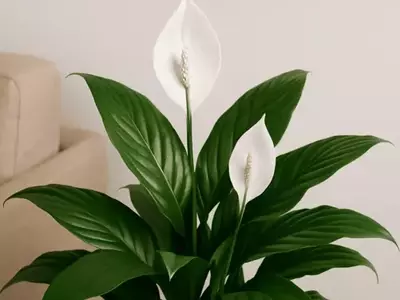 Mantenha seu Jardim Verde e Vibrante durante o Inverno
