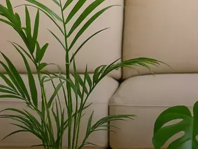 Plantas Perfeitas para Iniciantes: Seu Guia Definitivo para Começar com Confiança