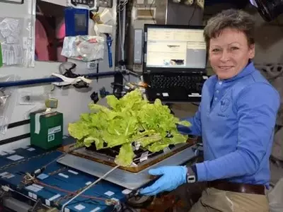 Cultivando o Futuro: A Jornada da NASA para Trazer Jardins ao Espaço