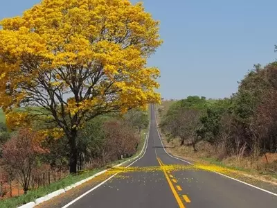 Explorando a Diversidade e Beleza dos Ipês: Uma Jornada Através das Espécies e Habitats
