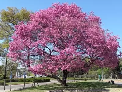 A Beleza Outonal do Sudeste Brasileiro
