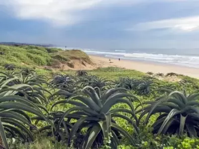 Plantas Costeiras: Guardiãs das Dunas Litorâneas