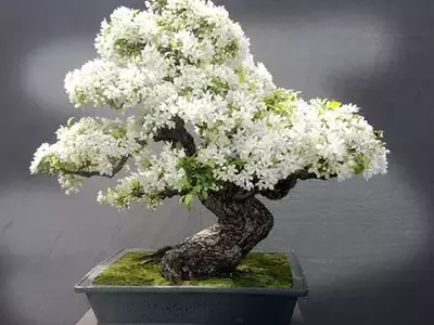 A Arte Milenar do Bonsai: Cultivando Árvores em Miniatura