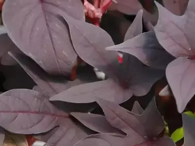 Transforme seu Jardim com as Deslumbrantes Batatas Doces Ornamentais