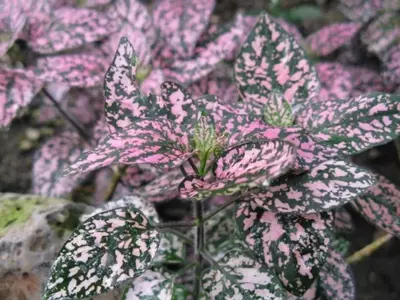 A Planta Confete: Realçando a Beleza do seu Lar