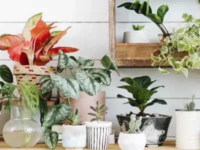 Aglaonema: A Planta Versátil e Elegante para Ambientes Internos