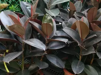 A Ascensão do Ficus elastica: A Planta Tropical que Conquista Corações