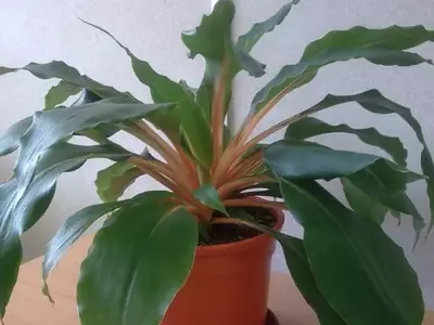 A Beleza Exótica da Lumina: Uma Joia Tropical em Seu Lar