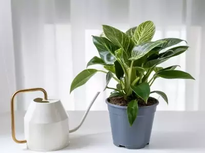 O Fascinante Mundo do Philodendron Birkin: Uma Mutação Natural Única