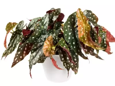 A Begônia Maculata: A Planta Exótica que Conquista Corações