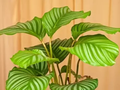 Cultivando a Beleza Exótica: Segredos para Cuidar da Calathea Orbifolia