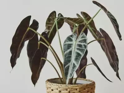 Alocasia: A Planta Tropical Que Conquista Ambientes Internos