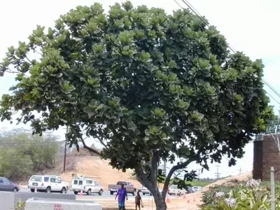O Ficus Lyrata: A Planta Que Transforma Seu Lar em uma Selva Urbana