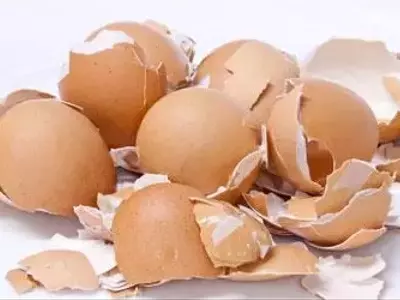 Transforme Seus Resíduos de Cozinha em Nutrientes Valiosos para Suas Plantas
