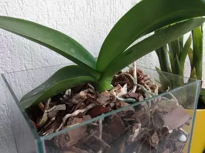 Vasos de Plantas: Furos de Drenagem Essenciais ou Apenas Opcionais?