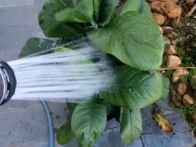 Mantenha Suas Plantas Saudáveis e Brilhantes: Dicas Essenciais de Limpeza